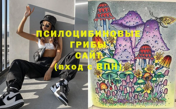 стаф Вязьма
