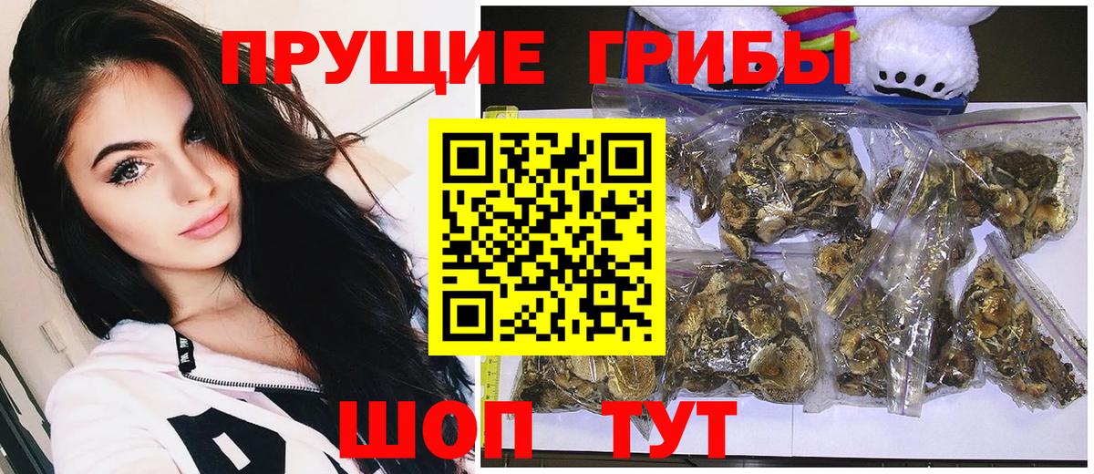 Галлюциногенные грибы Psilocybe Раменское